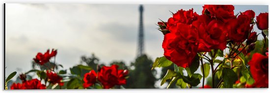 Dibond - Rode Rozenstruik voor Eiffeltoren in Parijs, Frankrijk - 60x20 cm Foto op Aluminium (Met Ophangsysteem)