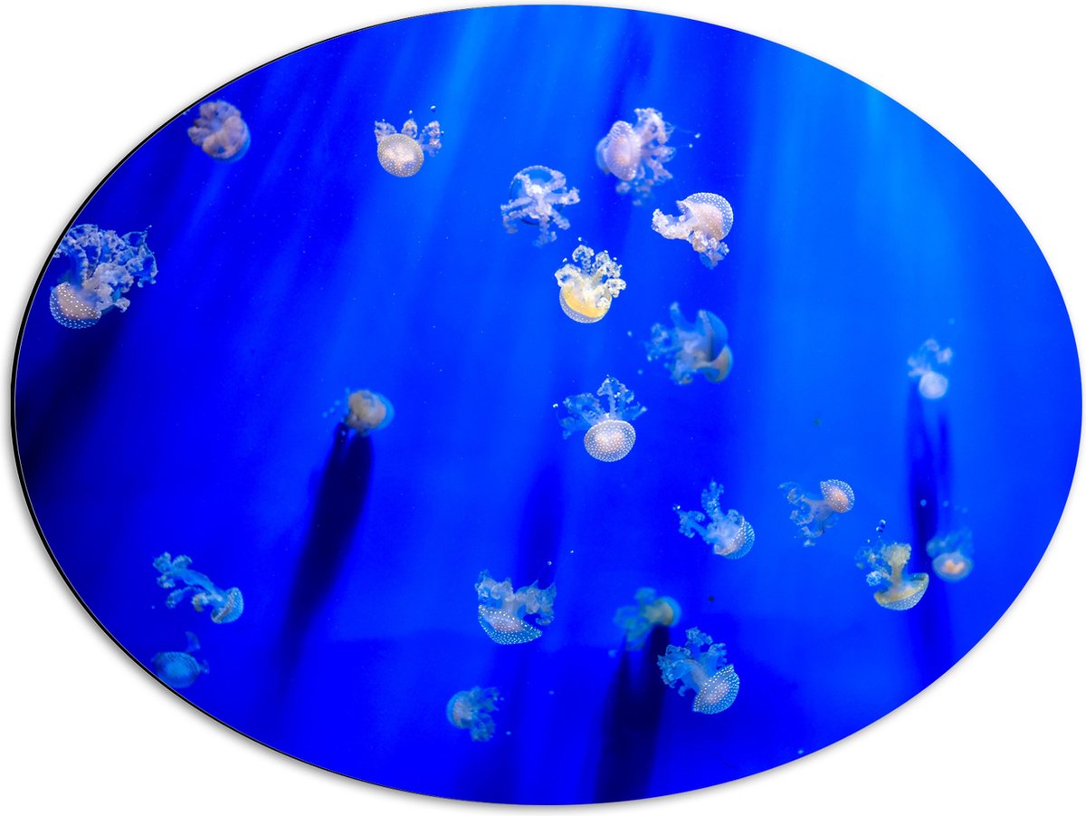 Dibond Ovaal - Groep Mini Kwallen in het Aquarium - 68x51 cm Foto op Ovaal (Met Ophangsysteem)