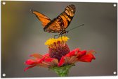 Tuinposter – Oranje Vlinder op een Rode Bloem - 90x60 cm Foto op Tuinposter (wanddecoratie voor buiten en binnen)