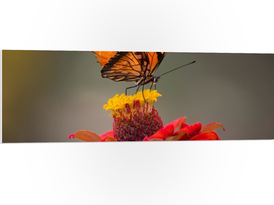 PVC Schuimplaat - Oranje Vlinder op een Rode Bloem - 120x40 cm Foto op PVC Schuimplaat (Met Ophangsysteem)