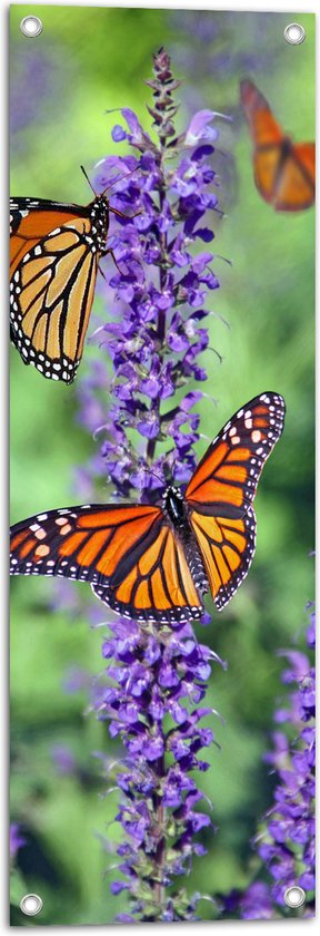Tuinposter – Vlinders met Patroon op Paarse Narcis Bloemen - 30x90 cm Foto op Tuinposter (wanddecoratie voor buiten en binnen)