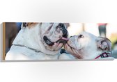 WallClassics - Hout - Likkende Bulldog Honden - 90x30 cm - 9 mm dik - Foto op Hout (Met Ophangsysteem)