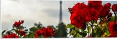 Acrylglas - Rode Rozenstruik voor Eiffeltoren in Parijs, Frankrijk - 60x20 cm Foto op Acrylglas (Wanddecoratie op Acrylaat)