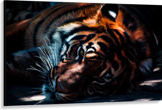 WallClassics - Toile - Tigre au repos au soleil - 150x100 cm Photo sur toile (Décoration murale sur toile)