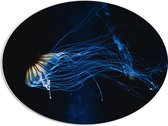 PVC Schuimplaat Ovaal - Lichtgevende Blauwe Kwal in de Zee - 68x51 cm Foto op Ovaal (Met Ophangsysteem)
