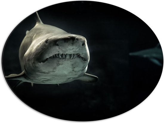 Dibond Ovaal - Grote Haai in de Donkere Oceaan - 56x42 cm Foto op Ovaal (Met Ophangsysteem)
