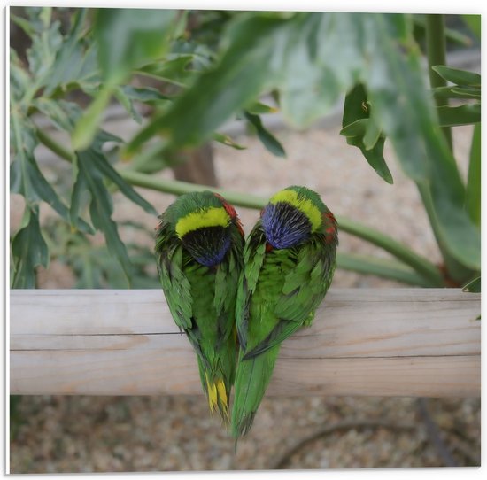 PVC Schuimplaat- Twee Groene Volgels in Hartvorm op een Stok - 50x50 cm Foto op PVC Schuimplaat