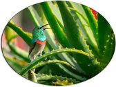 Dibond Ovaal - Gekleurd Vogeltje in de Groene Planten - 68x51 cm Foto op Ovaal (Met Ophangsysteem)