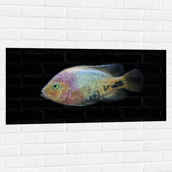 WallClassics - Muursticker - Pastelkleurige Vis - 100x50 cm Foto op Muursticker