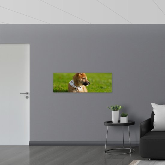 WallClassics - Muursticker - Chien Shiba Marron dans l'Herbe - 120x40 cm Photo sur Muursticker