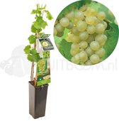 witte druif - Vitis vinifera Bianca - druivenplant - druivenstruik - hoogte 60 cm - potmaat Ã˜11 cm