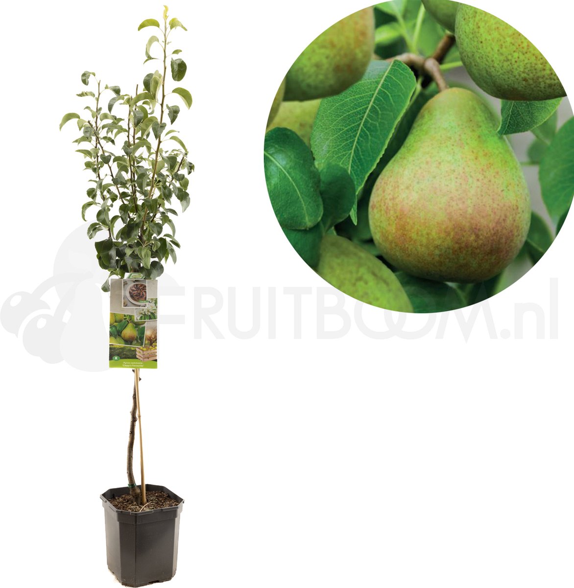 Pyrus communis Clapp's Favourite | handpeer | laagstam