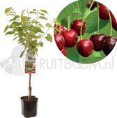 Kersenboom - Prunus avium Regina - zoete kers - laagstam - 160 cm hoog