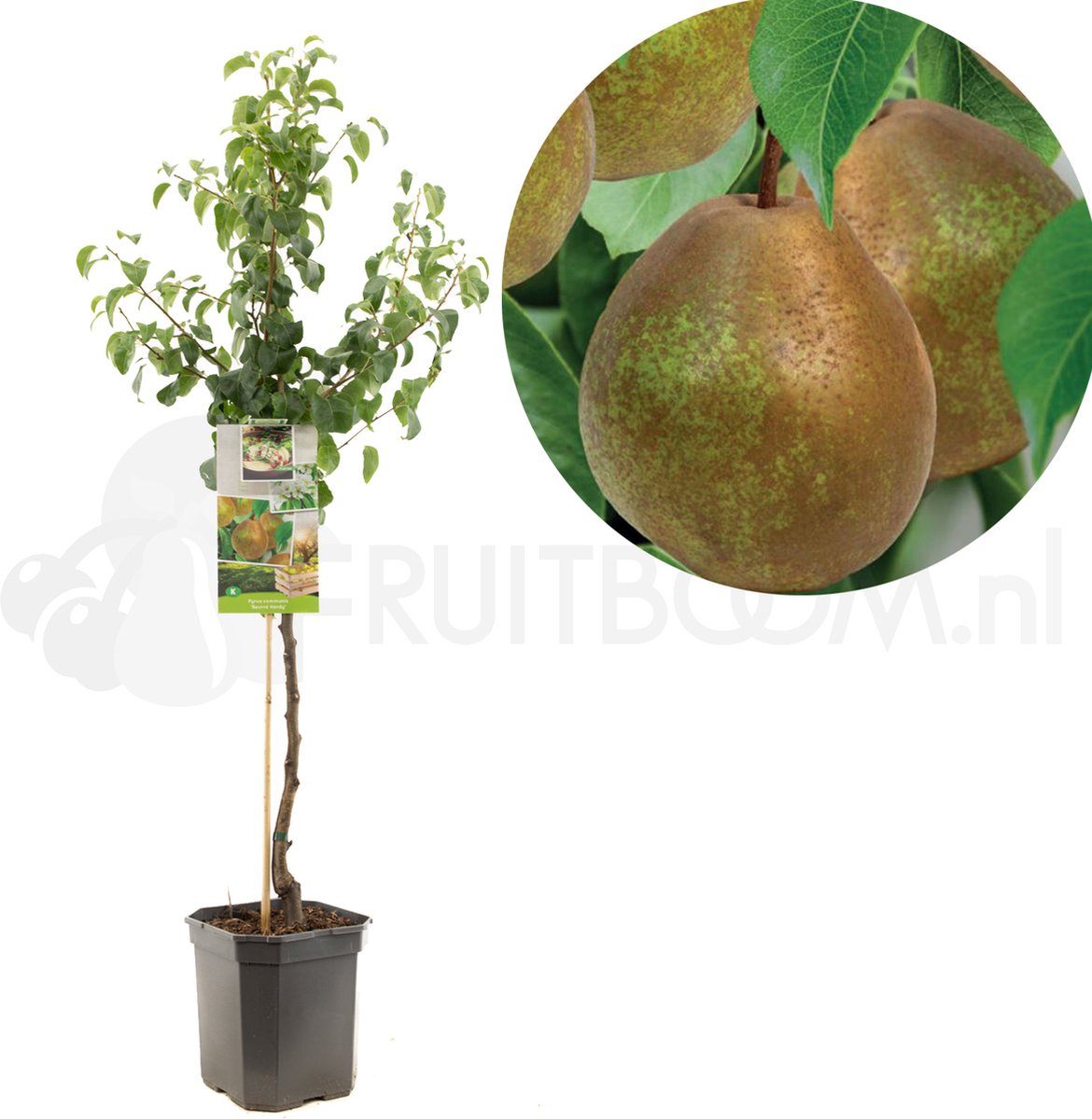 Perenboom - Pyrus communis Beurré Hardy - handpeer - laagstam - 150cm