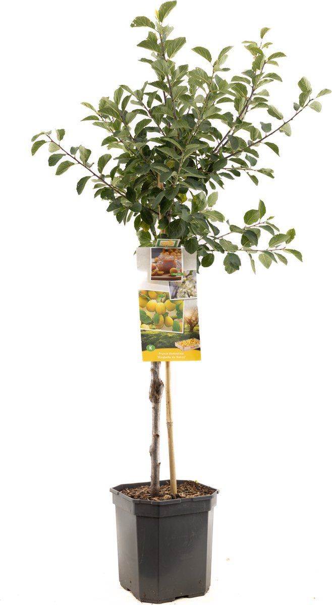Pruimenboom - Prunus domestica Mirabelle de Nancy - gele pruim - laagstam - 160cm hoog