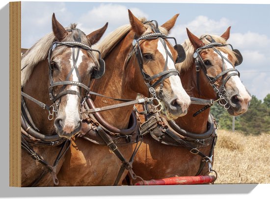 WallClassics - Hout - Drietal Belgische Karpaarden - 40x30 cm - 9 mm dik - Foto op Hout (Met Ophangsysteem)