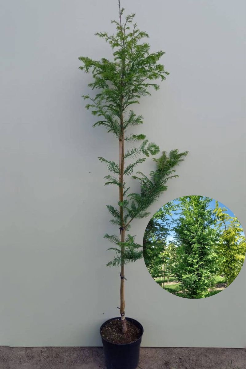 Jonge Watercypres boom | Metasequoia glyptostroboides 'Sheridan Spire' | 40-60cm hoogte