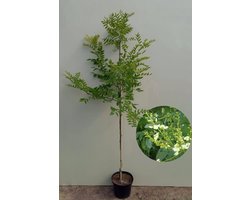 Jonge Honingboom | Styphnolobium japonicum 'Regent' | 100-150cm hoogte