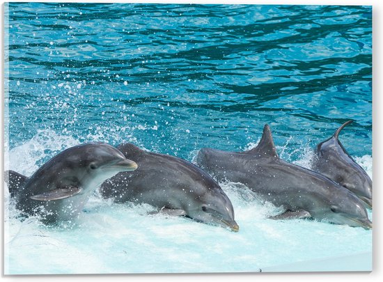 WallClassics - Acrylglas - Dolfijnen zwemmend in het Water - Tuimelaar - 40x30 cm Foto op Acrylglas (Met Ophangsysteem)
