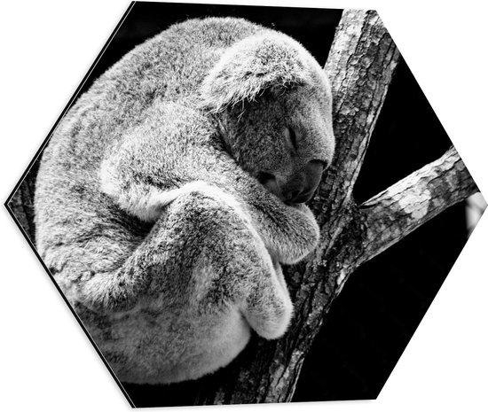 WallClassics - Dibond Hexagon - Slapende Koala op Houten Tak (Zwart- wit) - 50x43.5 cm Foto op Hexagon (Met Ophangsysteem)