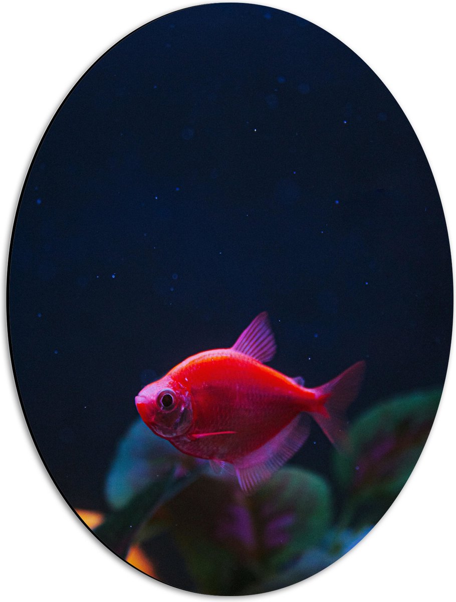 Dibond Ovaal - Rode Vis in Aquarium - 42x56 cm Foto op Ovaal (Met Ophangsysteem)