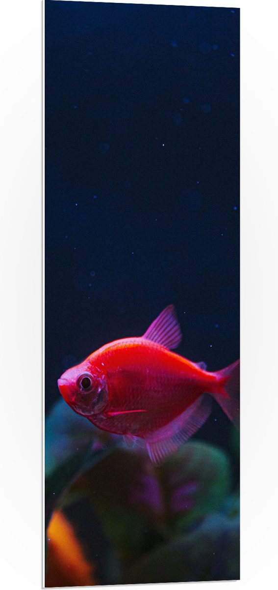 PVC Schuimplaat - Rode Vis in Aquarium - 40x120 cm Foto op PVC Schuimplaat (Met Ophangsysteem)