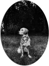 Dibond Ovaal - Zittende Hond in Zwart-Wit - 51x68 cm Foto op Ovaal (Met Ophangsysteem)