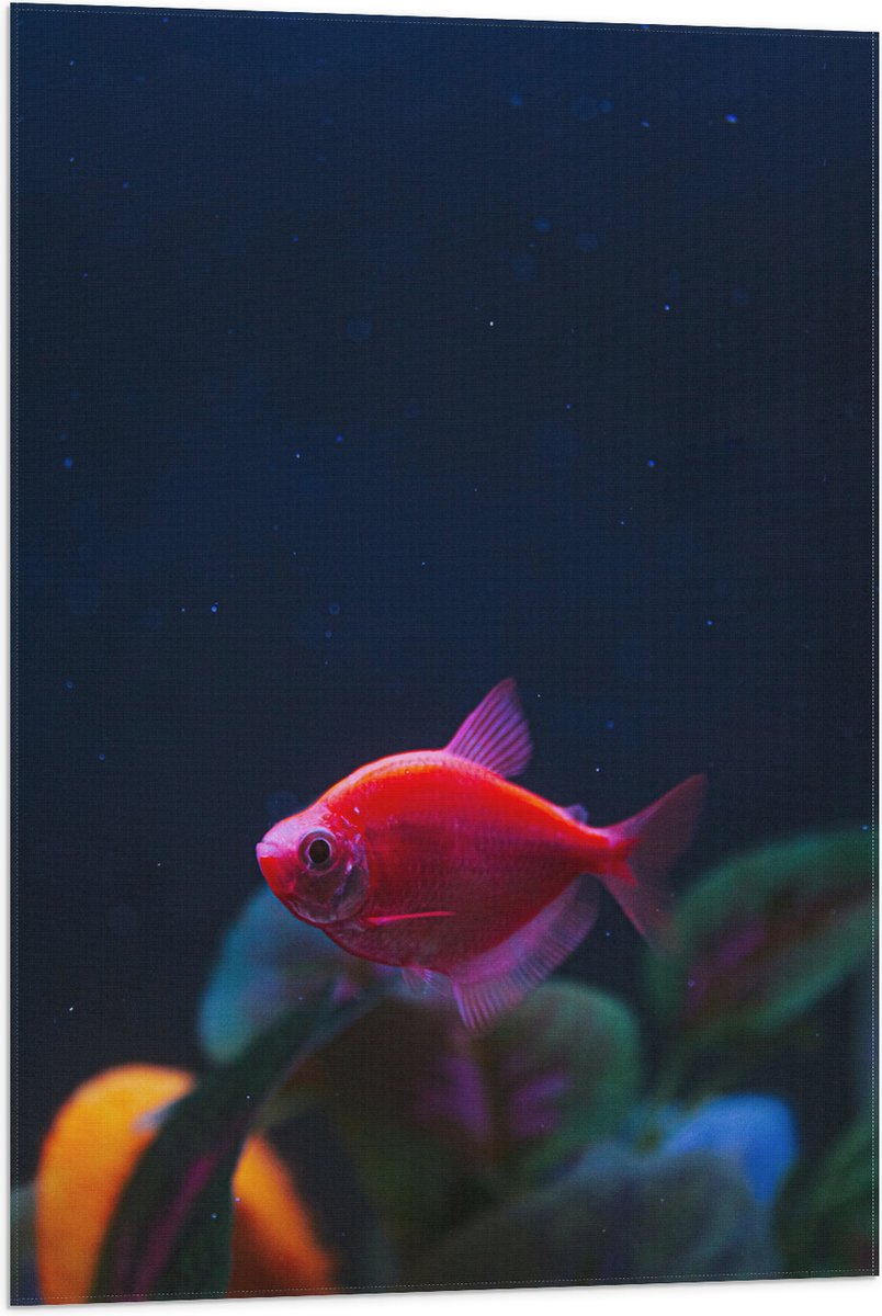 Vlag - Rode Vis in Aquarium - 60x90 cm Foto op Polyester Vlag