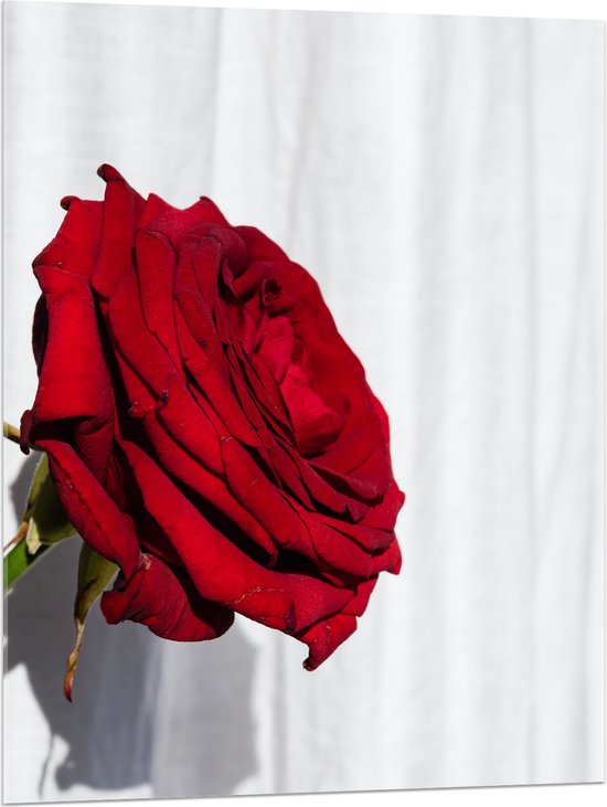 Acrylglas - Zijaanzicht van Grote Rode Roos op Witte Achtergrond - 75x100 cm Foto op Acrylglas (Met Ophangsysteem)