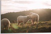 Dibond - Drie Schaapjes in het Landschap onder Felle Zon - 75x50 cm Foto op Aluminium (Met Ophangsysteem)