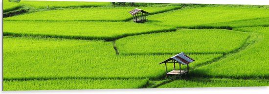 Dibond - Houten Hutjes in Grote Groene Rijstvelden in Vietnam - 150x50 cm Foto op Aluminium (Wanddecoratie van metaal)