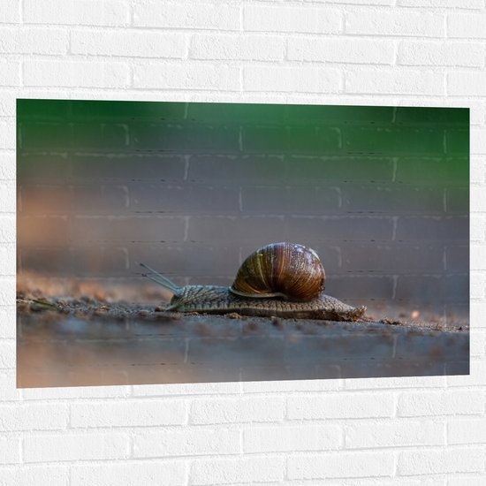 Muursticker - Donkerbruine Glibberige Slak op Zandpad - 105x70 cm Foto op Muursticker