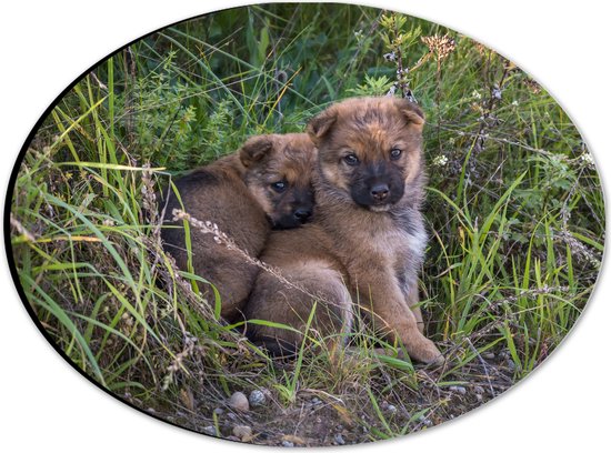 Dibond Ovaal - Duo Bruine Puppy's tussen het Gras - 28x21 cm Foto op Ovaal (Met Ophangsysteem)