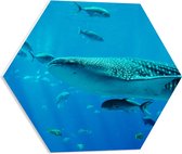 PVC Schuimplaat Hexagon - Walvis Zwemmend met Kleine Vissen in de Zee - 50x43.5 cm Foto op Hexagon (Met Ophangsysteem)