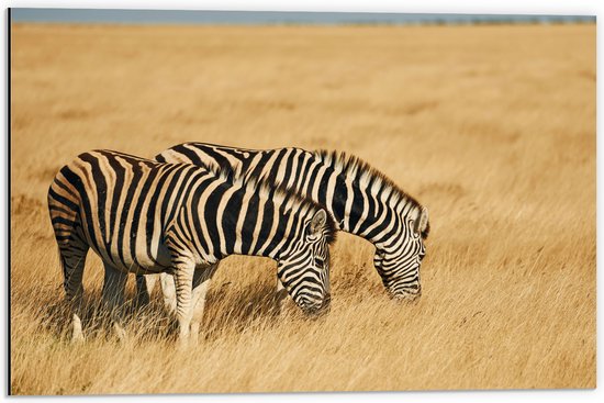 Dibond - Grazend Zebra Duo in het Droog Gras Landschap - 60x40 cm Foto op Aluminium (Met Ophangsysteem)