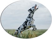 WallClassics - Dibond Ovaal - Springende Dalmatier Hond met Open Mond in een Grasveld - 80x60 cm Foto op Ovaal (Met Ophangsysteem)