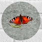 WallClassics - Muursticker Cirkel - Oranje Dagpauwoog Vlinder - 20x20 cm Foto op Muursticker