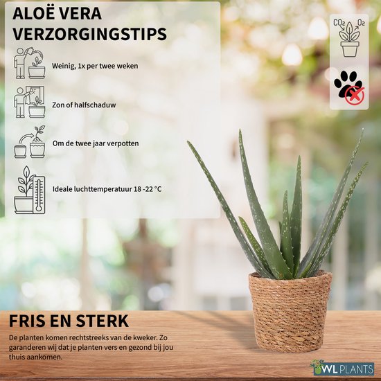 WL Plants Aloe Vera Aloe Vera Plant Kamerplanten Vetplant Succulent