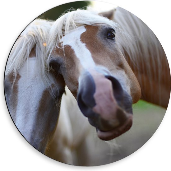 WallClassics - Dibond Muurcirkel - Poserende Paarden voor Camera - 50x50 cm Foto op Aluminium Muurcirkel (met ophangsysteem)