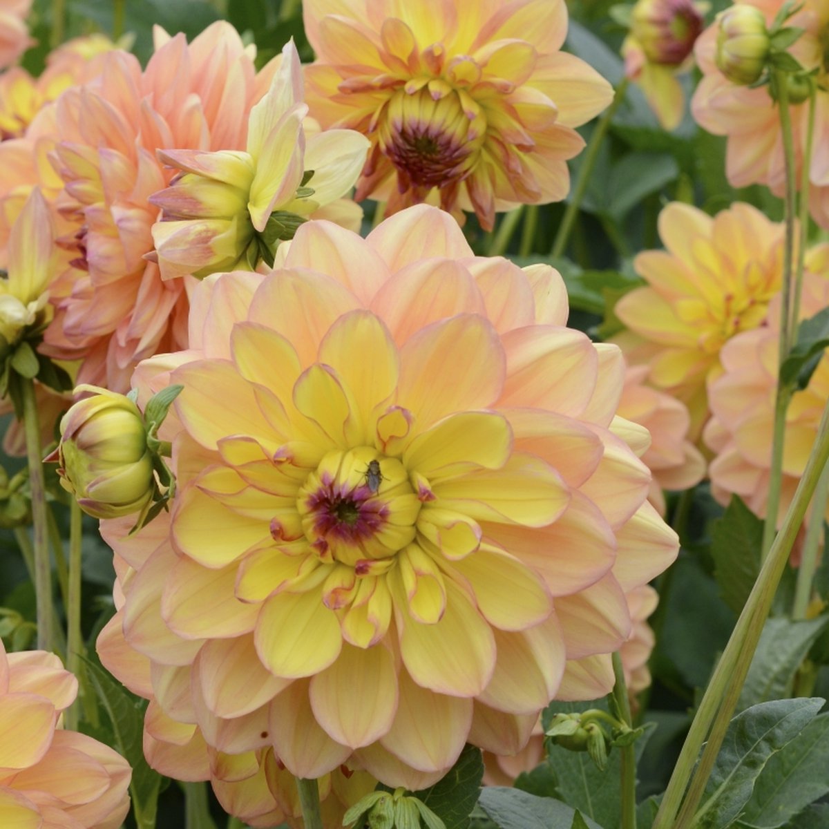 Dahlia Happy Go Lucky | 3 stuks | Decoratieve Dahlia | Knol | Geel | Roze | Dahlia Knollen van Top Kwaliteit | 100% Bloeigarantie | QFB Gardening