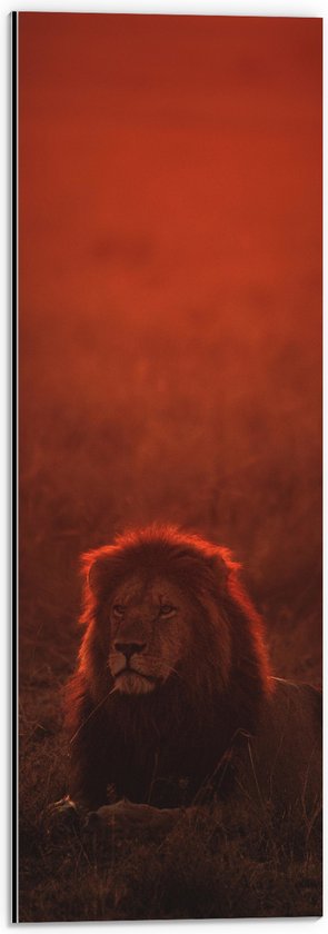 WallClassics - Dibond - Liggende Leeuw met Oranje Gloed - 20x60 cm Foto op Aluminium (Met Ophangsysteem)