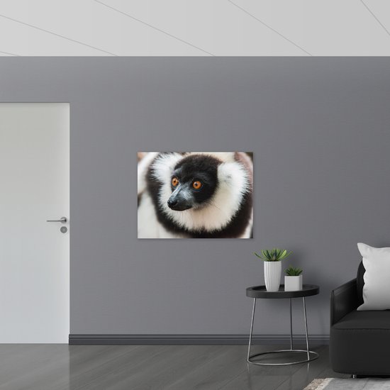 WallClassics - Plaque de Mousse PVC - Singe Vari aux Yeux Marrons de Près - 100x75 cm Photo sur Plaque de Mousse PVC