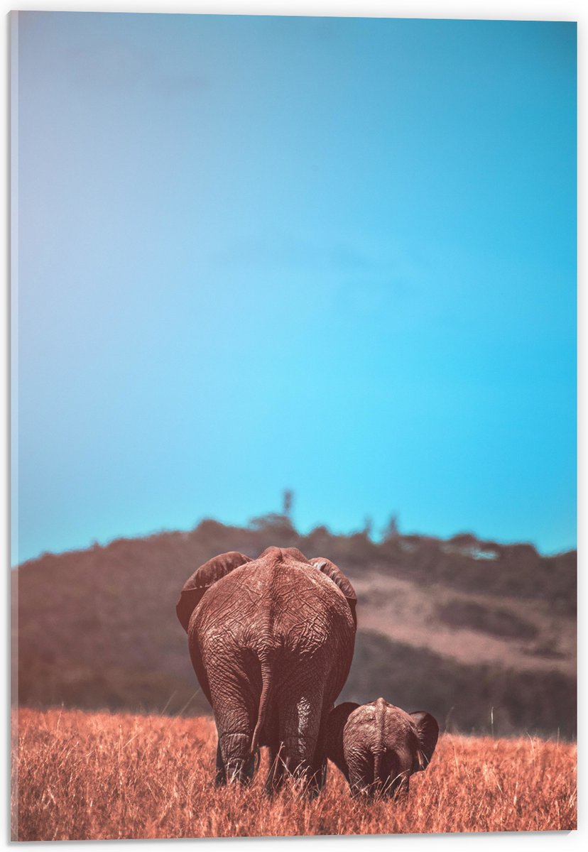 Acrylglas - Moeder en Baby Olifant tussen het Hoge Gras - 40x60 cm Foto op Acrylglas (Wanddecoratie op Acrylaat)