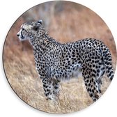 Dibond Muurcirkel - Wegkijkende Cheetah in Afrikaans Landschap - 50x50 cm Foto op Aluminium Muurcirkel (met ophangsysteem)