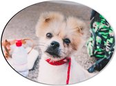 WallClassics - Dibond Ovaal - Puppy met Rood Halsbandje Kijkend in Camera - 40x30 cm Foto op Ovaal (Met Ophangsysteem)