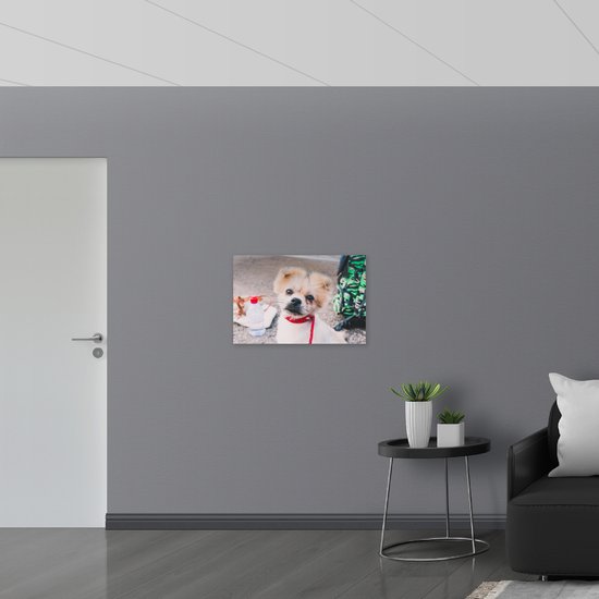WallClassics - Acrylglas - Puppy met Rood Halsbandje Kijkend in Camera - 75x50 cm Foto op Acrylglas (Wanddecoratie op Acrylaat)