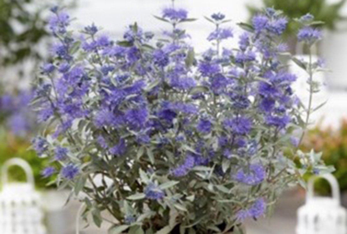 Caryopteris clandonensis 'Sterling Silver' - Blauwbaard 30 - 40 cm in pot - Groendecor Tuinarchitectuur