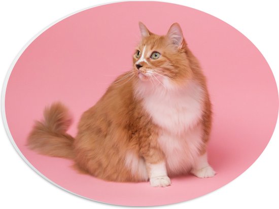 WallClassics - PVC Schuimplaat Ovaal - Oranje Kat met Witte Vlek op Roze Achtergrond - 28x21 cm Foto op Ovaal (Met Ophangsysteem)