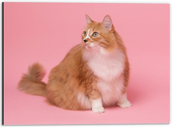 WallClassics - Dibond - Oranje Kat met Witte Vlek op Roze Achtergrond - 40x30 cm Foto op Aluminium (Met Ophangsysteem)