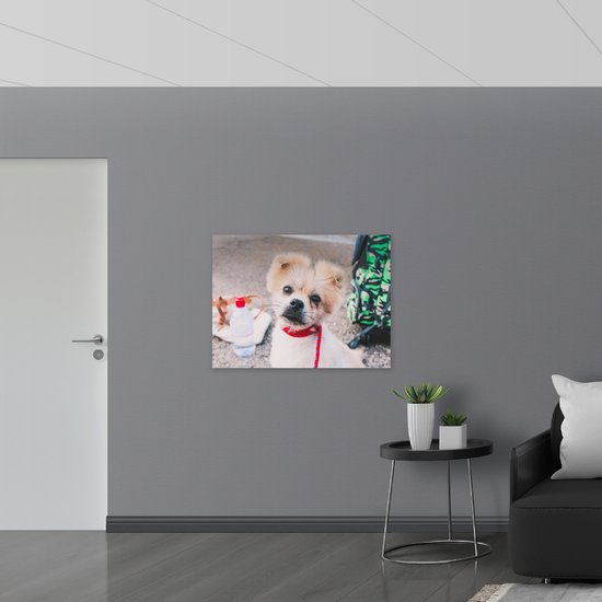 WallClassics - Poster Glanzend – Puppy met Rood Halsbandje Kijkend in Camera - 100x75 cm Foto op Posterpapier met Glanzende Afwerking